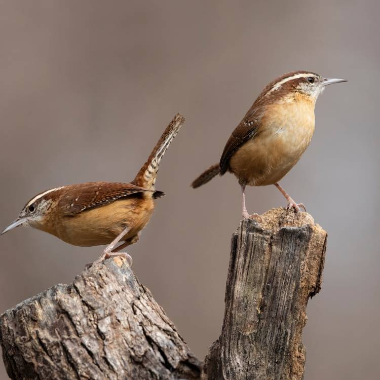 Two Wrens